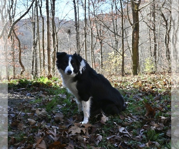 Medium Photo #1 Border Collie Puppy For Sale in WARSAW, OH, USA