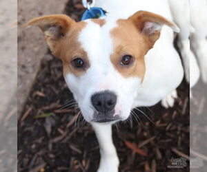 Mutt Dogs for adoption in Washington, DC, USA