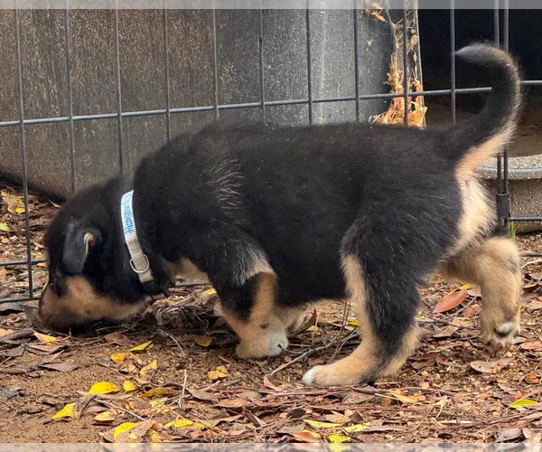 Medium Photo #4 Gerberian Shepsky Puppy For Sale in Corona, CA, USA