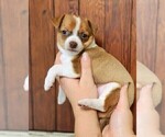 Puppy Gracie Chihuahua
