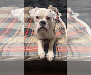 Boxer Dogs for adoption in Burnsville, MN, USA