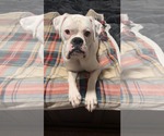 Small Boxer