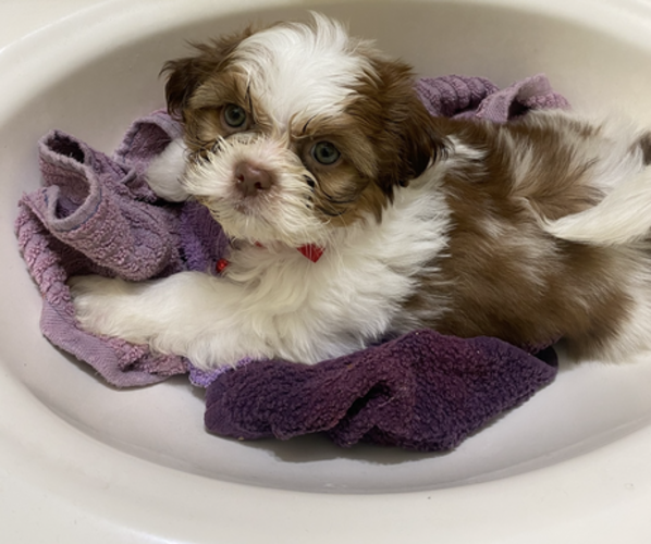 Medium Photo #1 Shih Tzu Puppy For Sale in VENETA, OR, USA