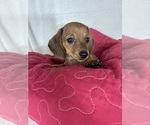 Daisey - Female Dachshund Puppy for Sale - Small photo