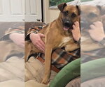 Small #1 Boxer-German Shepherd Dog Mix