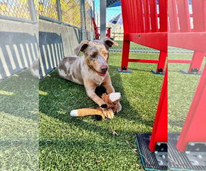 American Pit Bull Terrier-Catahoula Leopard Dog Mix Dogs for adoption in Woodbury, NY, USA