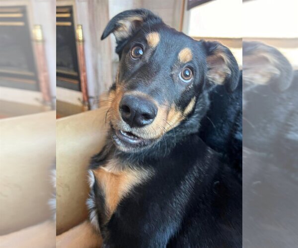 Medium Photo #12 Rotterman Puppy For Sale in New York, NY, USA