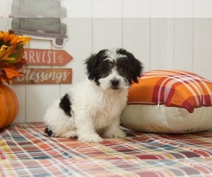Poovanese Puppy for sale in BEL AIR, MD, USA