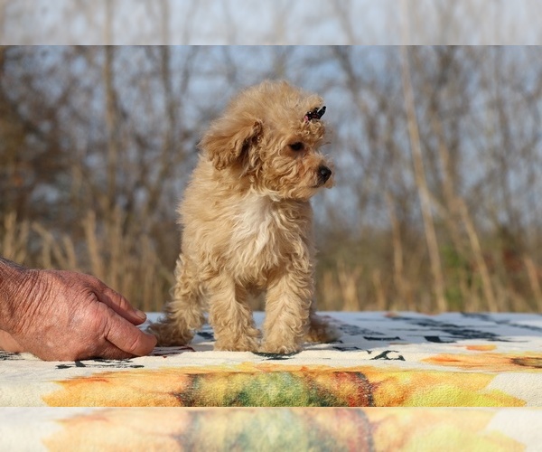 Medium Photo #9 Poodle (Toy) Puppy For Sale in DYERSBURG, TN, USA