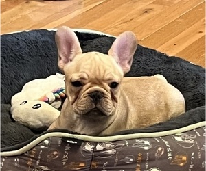 French Bulldog Puppy for sale in BOLIVAR, MO, USA