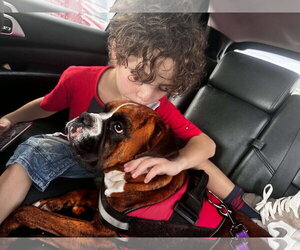 Gigi - Female Boxer Dog for Adoption - Photo #5