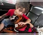 Small Photo #5 Boxer Puppy For Sale in Dumont, NJ, USA