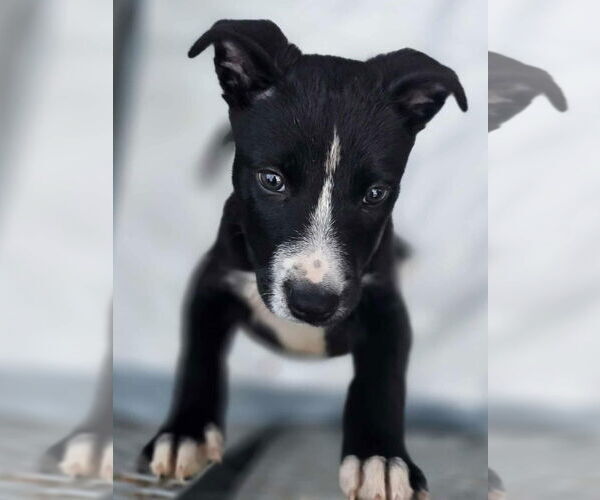 Medium Photo #2 American Pit Bull Terrier-Labrador Retriever Mix Puppy For Sale in Clarkston, MI, USA