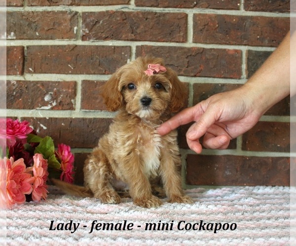 Medium Photo #2 Cockapoo (Miniature) Puppy For Sale in CLARKRANGE, TN, USA