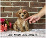 Small #1 Cockapoo (Miniature)