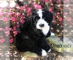 Small Photo #7 Bernedoodle Puppy For Sale in BRYANT, IA, USA