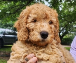 Goldendoodle Puppy for sale in WACO, TX, USA