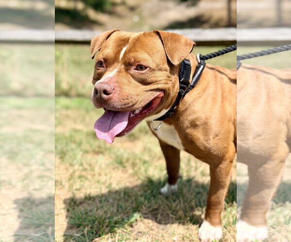 Medium Photo #3 Mutt Puppy For Sale in Manahawkin, NJ, USA