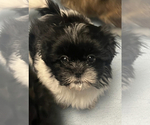 Puppy Puppy 3 Trixie Shih Tzu