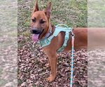 Small German Shepherd Dog Mix