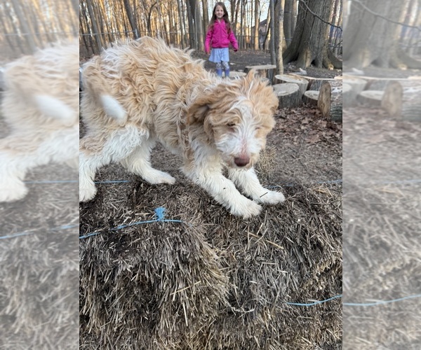 Medium Photo #63 Aussie-Poo-Goldendoodle Mix Puppy For Sale in COMMERCE, MI, USA