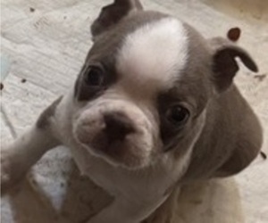 Medium Faux Frenchbo Bulldog