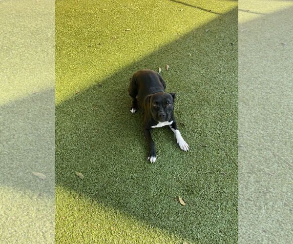 Medium Photo #3 Mutt Puppy For Sale in Hilton Head, SC, USA
