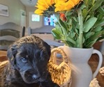 Small Photo #27 Goldendoodle Puppy For Sale in LOUISA, VA, USA