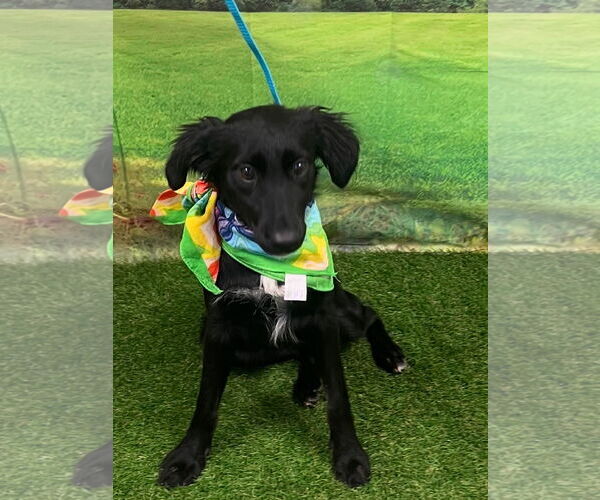 Medium Photo #3 Mutt Puppy For Sale in Euless, TX, USA