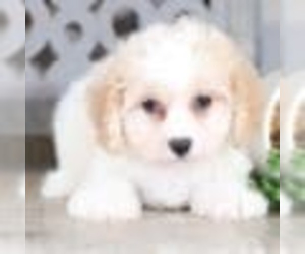 Medium Photo #2 Cavachon Puppy For Sale in MOUNT VERNON, OH, USA