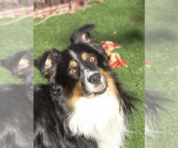 Medium Photo #4 Australian Shepherd Puppy For Sale in Sandy, UT, USA
