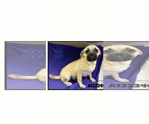 Pug-Unknown Mix Dogs for adoption in San Diego, CA, USA