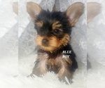 Small Photo #10 Yorkshire Terrier Puppy For Sale in MORENO VALLEY, CA, USA