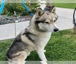 Small Photo #1 Siberian Husky Puppy For Sale in Long Beach, CA, USA
