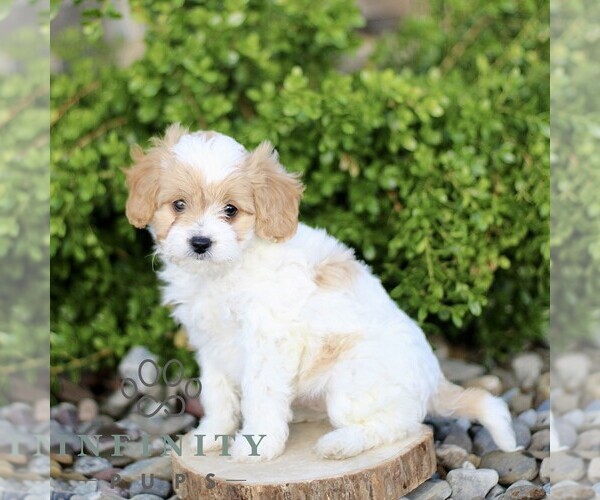 Medium Photo #3 Cavapoo Puppy For Sale in BIRD IN HAND, PA, USA