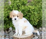 Small #2 Cavapoo