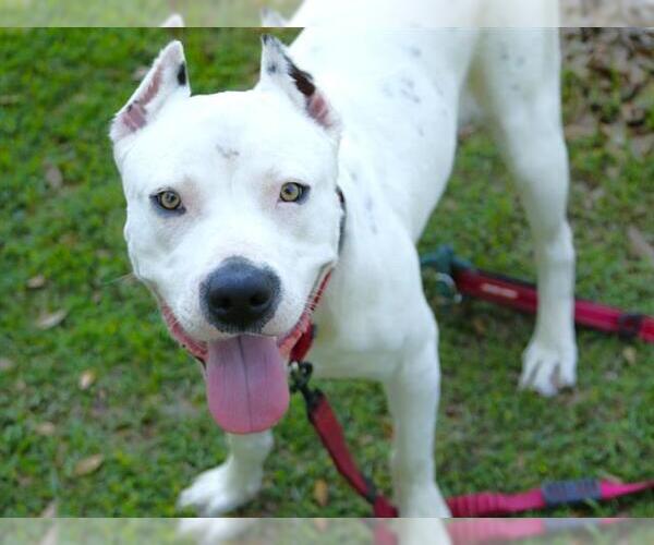 Medium Photo #1 American Staffordshire Terrier-Unknown Mix Puppy For Sale in Tallahassee, FL, USA