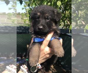 German Shepherd Dog Puppy for Sale in NEWVILLE, Pennsylvania USA