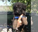 Image preview for Ad Listing. Nickname: X litter male