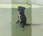 Small Labrador Retriever Mix