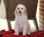 Small Photo #6 Goldendoodle (Miniature) Puppy For Sale in MANHEIM, PA, USA