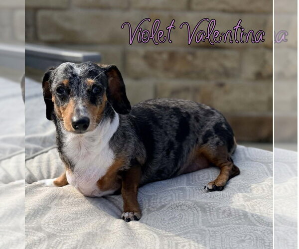 Medium Photo #5 Dachshund Puppy For Sale in San Antonio, TX, USA