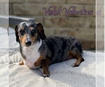 Small #4 Dachshund