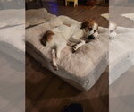 Small Photo #4 Anatolian Shepherd-Unknown Mix Puppy For Sale in Lindsay, CA, USA