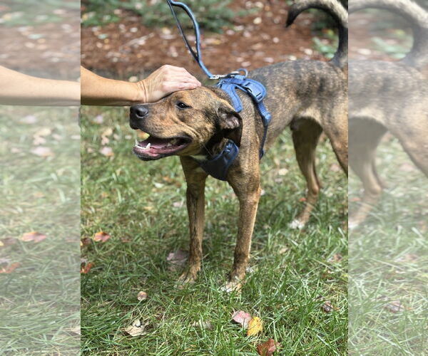 Medium Photo #9 Mutt Puppy For Sale in Holly Springs, NC, USA