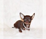 Puppy 2 Chihuahua
