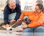 Small #24 American Pit Bull Terrier Mix