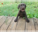 Small #6 Wirehaired lab