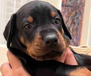 Doberman Pinscher Puppy for sale in LANCASTER, PA, USA