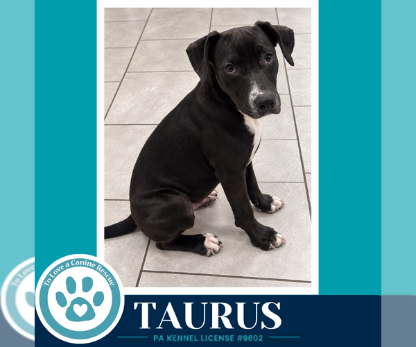Medium Photo #1 Labrador Retriever-Unknown Mix Puppy For Sale in Kimberton, PA, USA